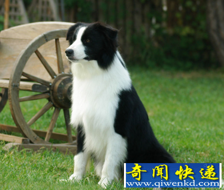 世界上智商最高的狗