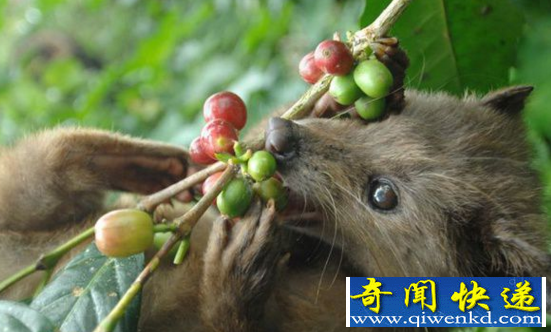 世界上最昂贵的咖啡