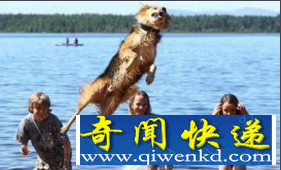 世界上跳的最高的狗