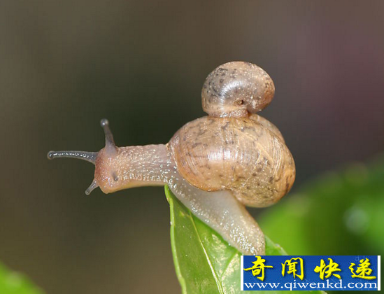 世界上牙齿最多的动物