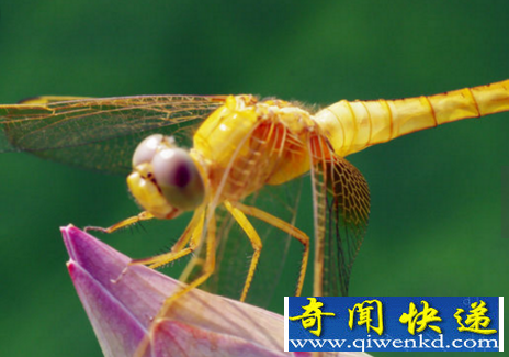 世界上眼睛最多的动物