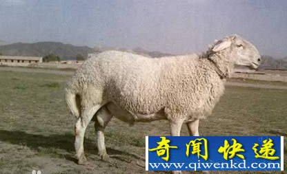 羊群