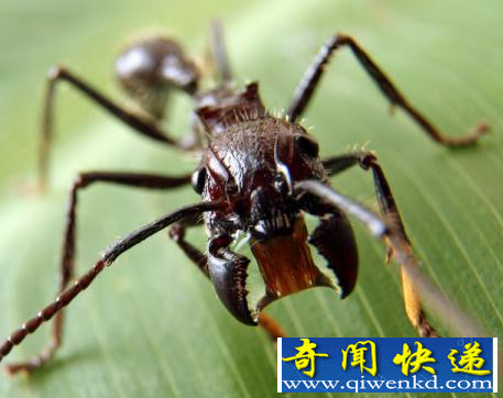 世界上咬人最疼的虫子