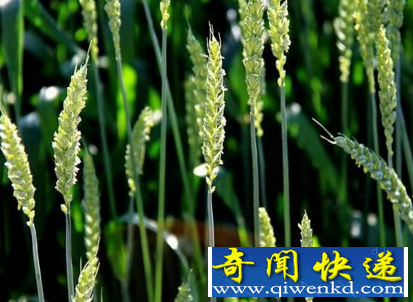 世界上寿命最短的花