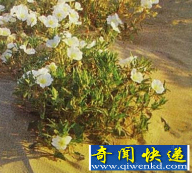 世界上寿命最短的植物