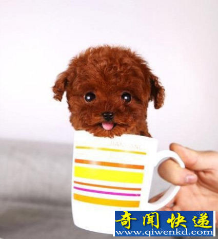 世界上体型最小的狗