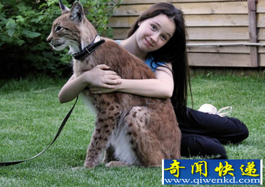 金猫
