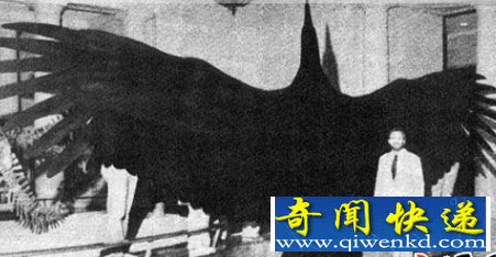 阿根廷巨鹰