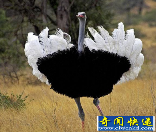 世界上体型最大的鸟