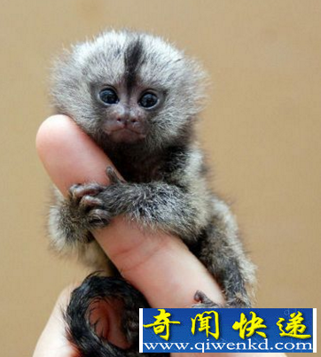 世界上体型最小的猴子