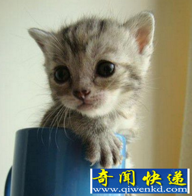 世界上体型最小的猫