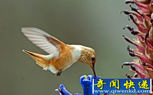 世界上体型最小的鸟