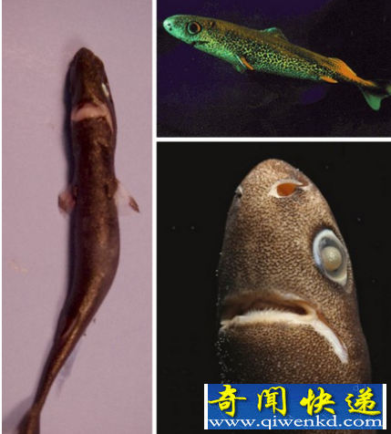 世界上体型最小的鲨鱼