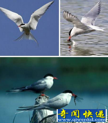 迁移最远的鸟