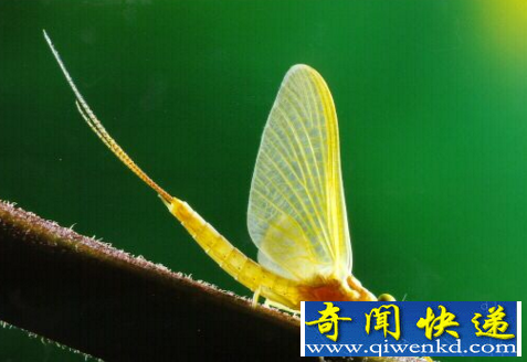生命最短的动物
