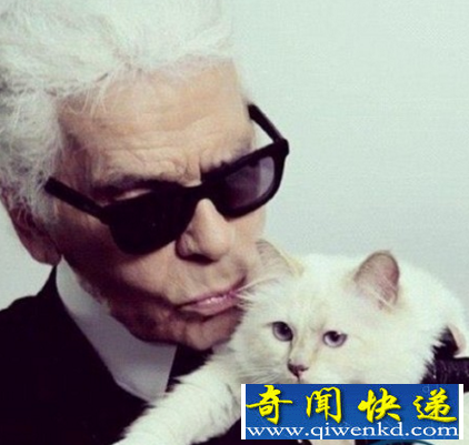 身价最贵的猫