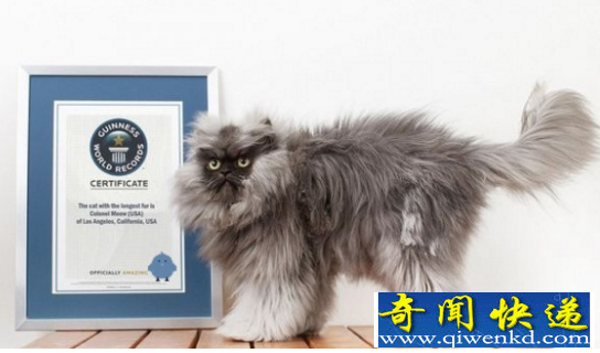 世界上毛最长的猫