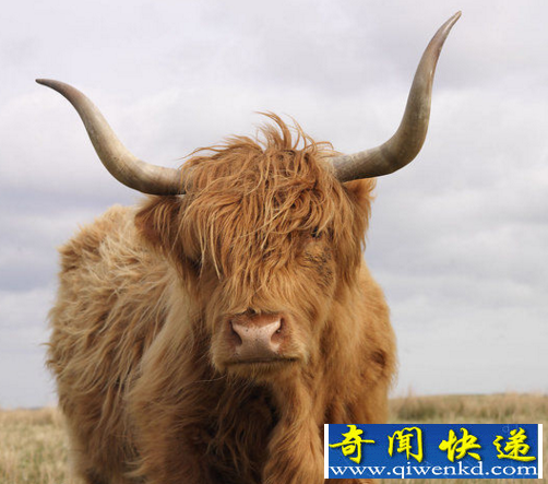 世界上毛最长的动物