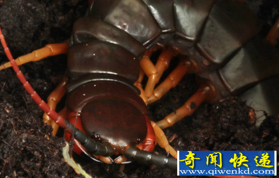 世界上面最大的蜈蚣虫