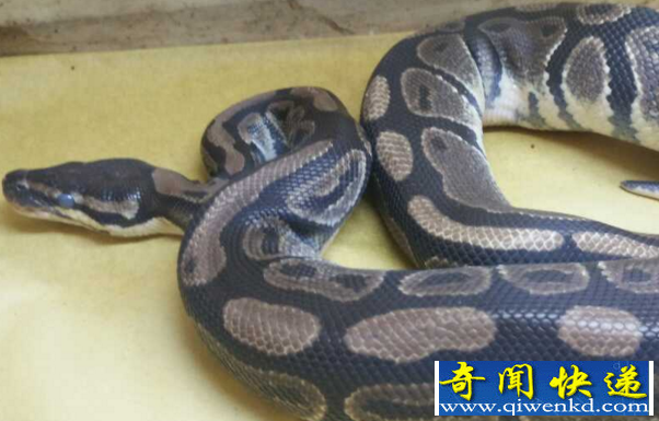 蟒蛇