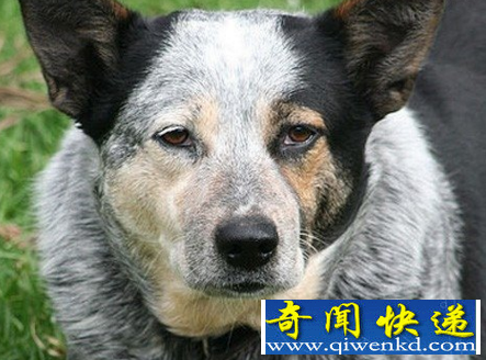 世界上寿命最长的狗