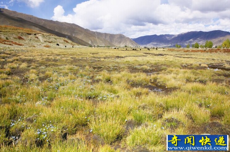 青藏高原风光