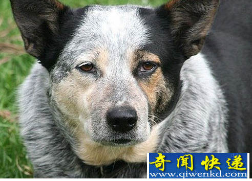世界上寿命最长的狗