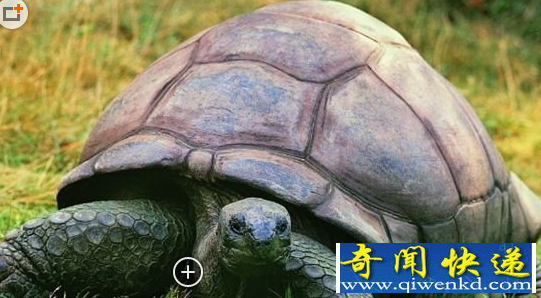 152岁高龄乌龟