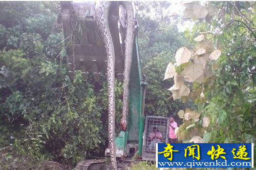 罕见巨蟒