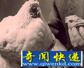 无头鸡竟活一年半