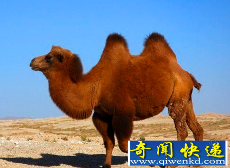 骆驼