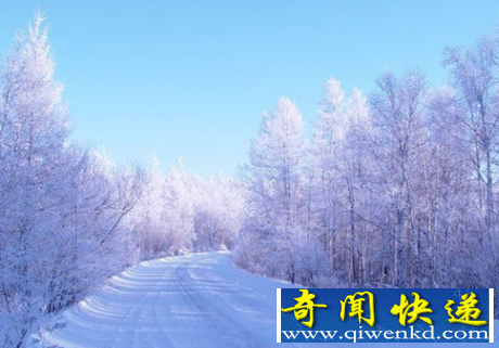 针叶林