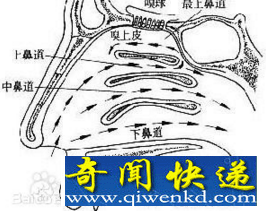 狗的嗅觉图
