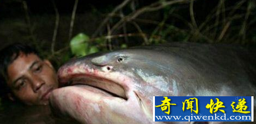 世界上捕获最大的鲶鱼