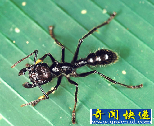 子弹蚁