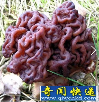 世界上毒性最强的蘑菇