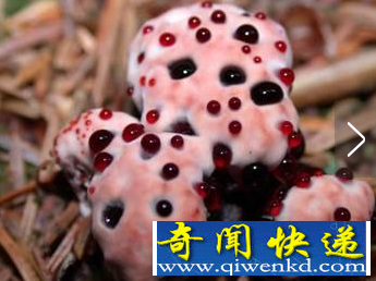 世界上毒性最强的蘑菇