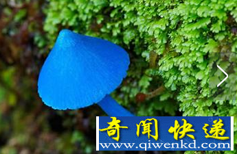 世界上毒性最强的蘑菇