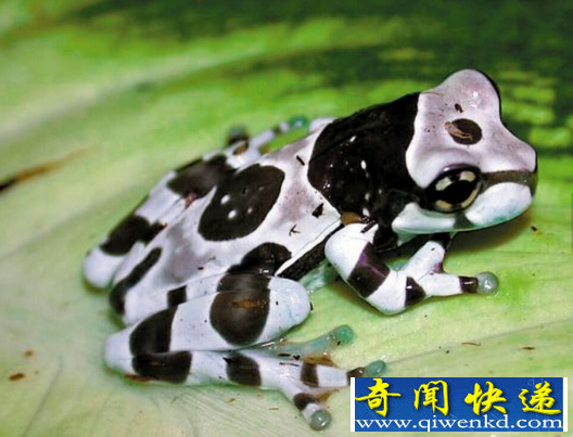 世界上毒性最强的青蛙
