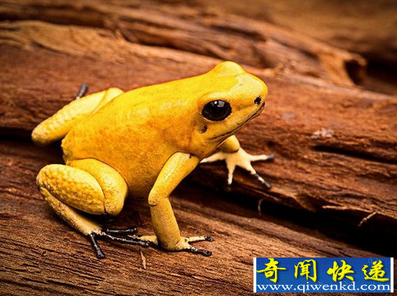 世界上毒性最强的物质