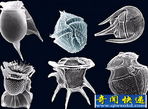 世界上毒性最强的物质