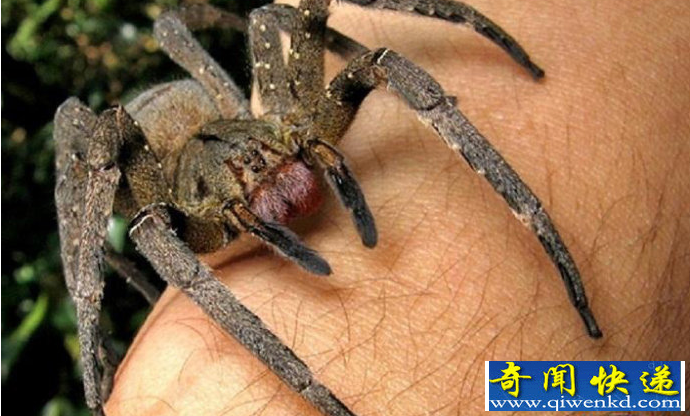 世界上毒性最强的物种
