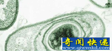 盘点世界上毒性最强的五种药物