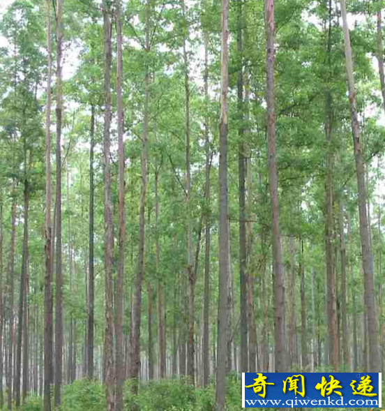 全世界最高的树