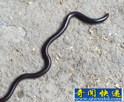 世界最小的蛇
