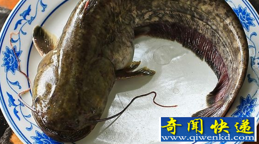全世界最脏的鱼