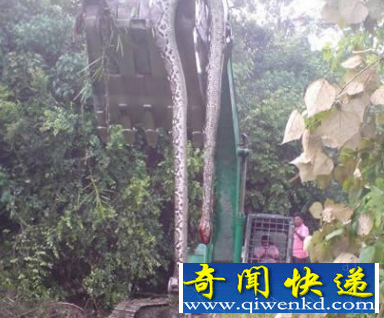 全世界最长的蛇