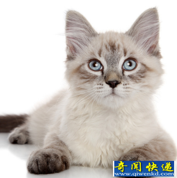 全世界最长寿的猫