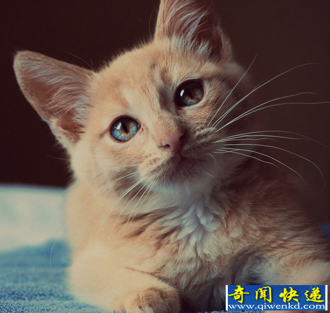 长寿的猫