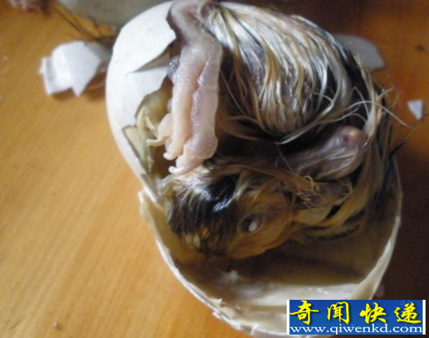 世界最恐怖的食物